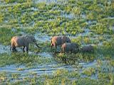 Africa 262 : Aerial View, Africa, Animal, Botswana, Delta, Elephant, Landscape, Mammal, Mombo, Okavango, Travel